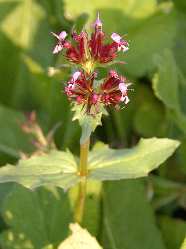 <I>Fedia cornucopiae</I> (L.) Gaertner in Bormujos (Sevilla), Spain