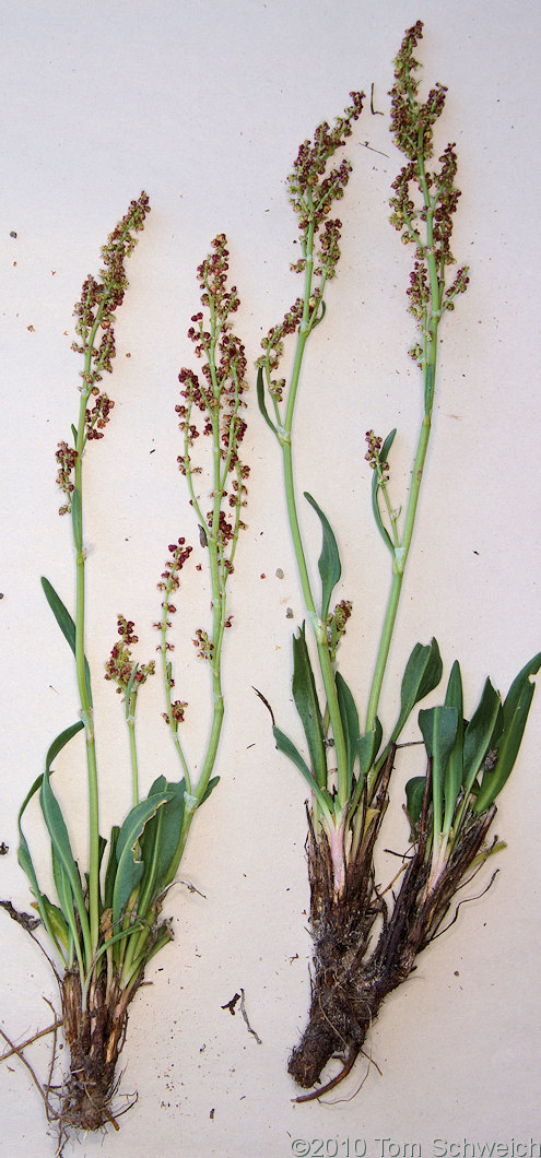 Polygonaceae Rumex paucifolius