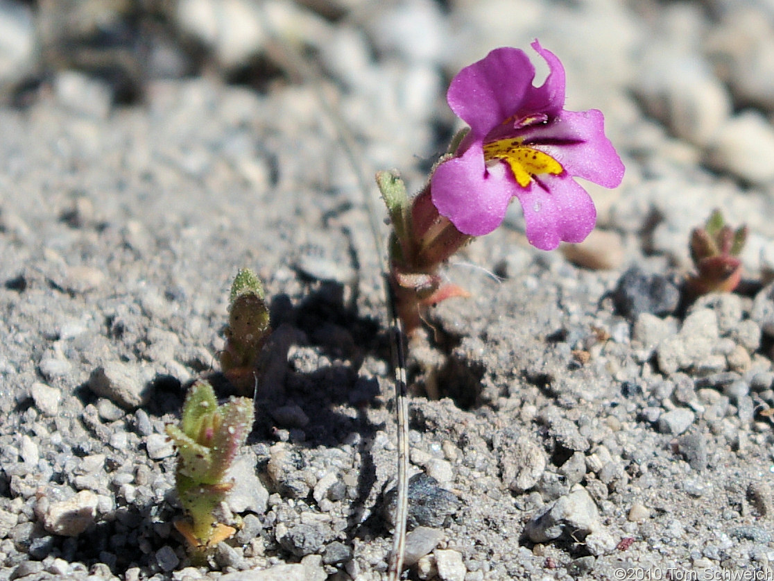 Phyrmaceae Mimulus nanus nanus