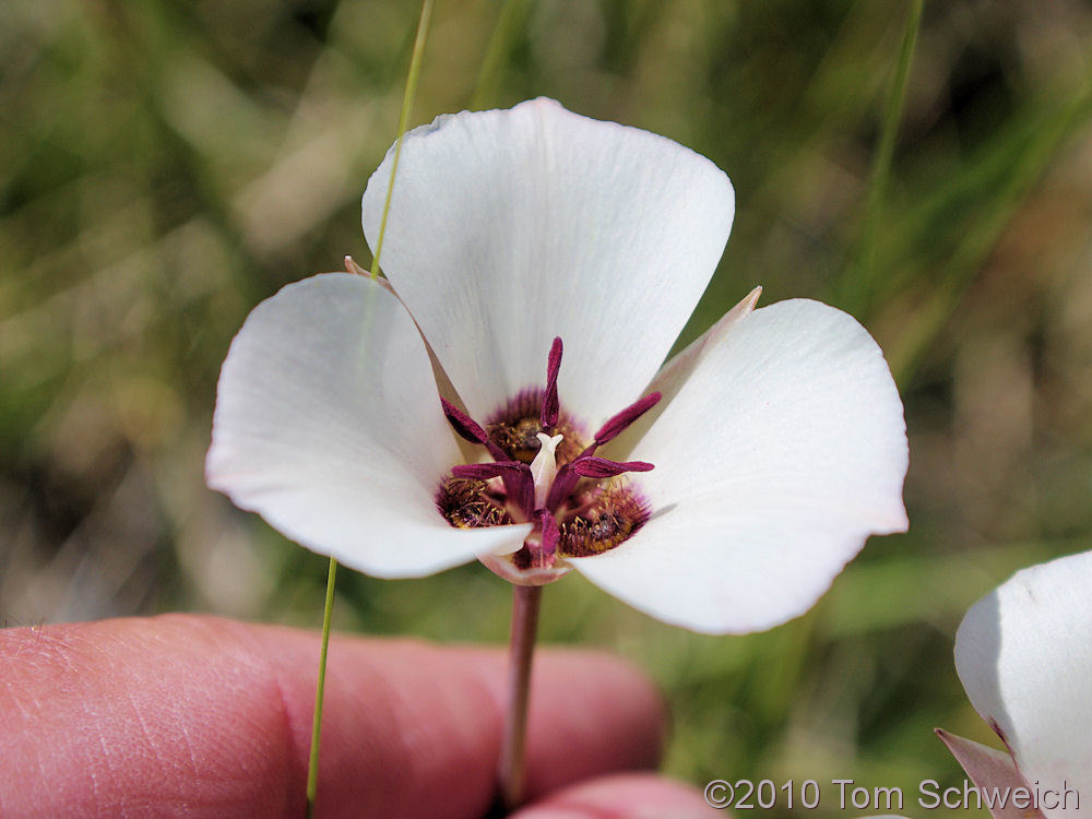 Liliaceae Calochortus excavatus