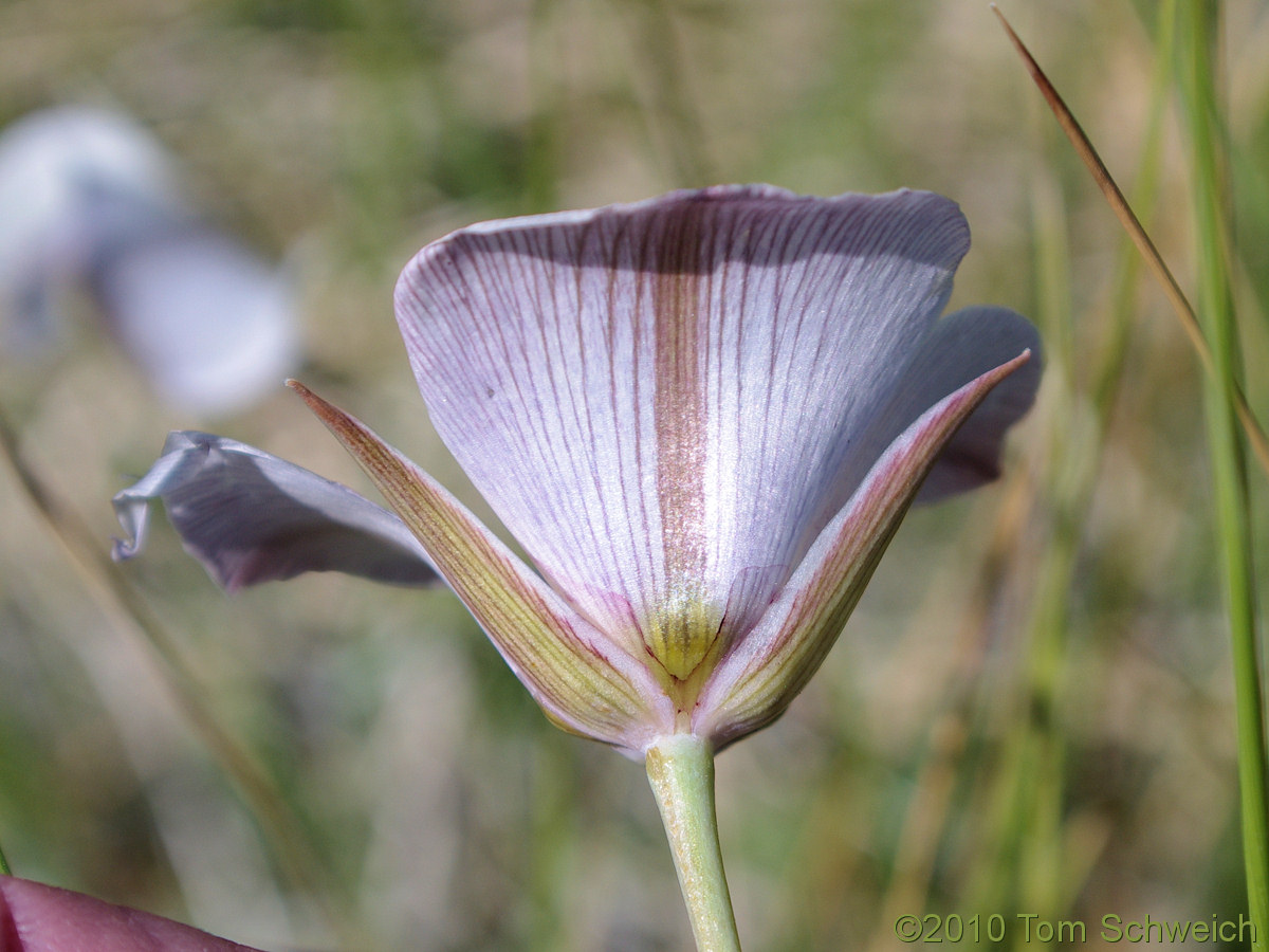 Liliaceae Calochortus excavatus