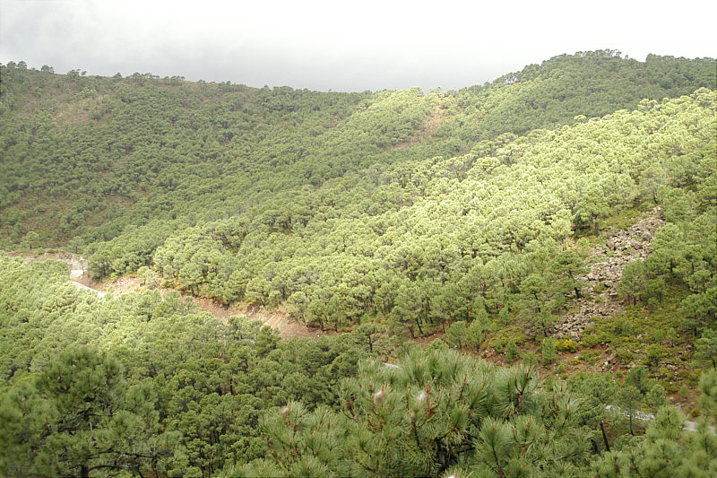 Road to Puerto de Penas Blancas from Jubrique.