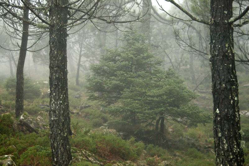 Pinsapo (<I>Abies pinsapo</I> Boiss.) in the Sierra Bermeja