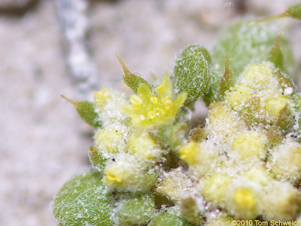 Polygonaceae Goodmania luteola