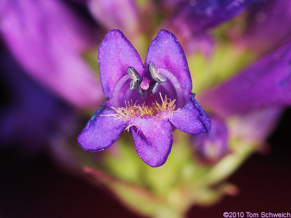 Plantaginaceae Penstemon cinicola