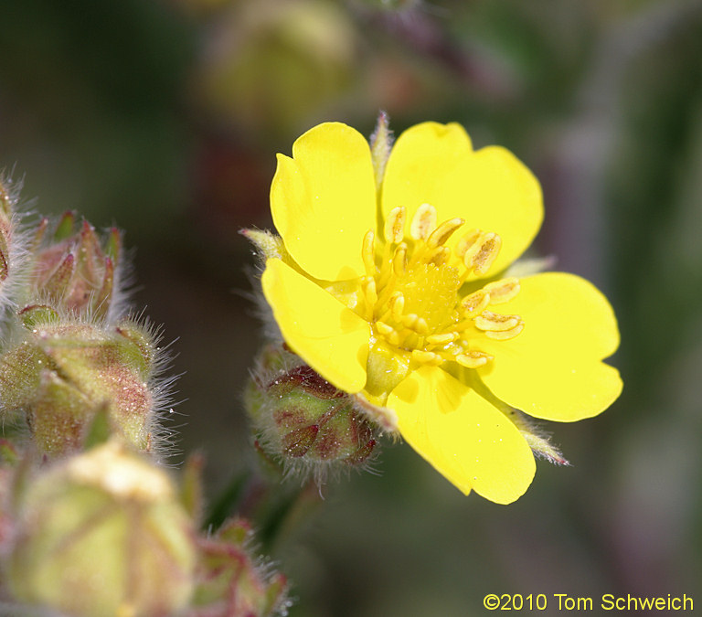 Rosaceae Potentilla gracilis elmeri