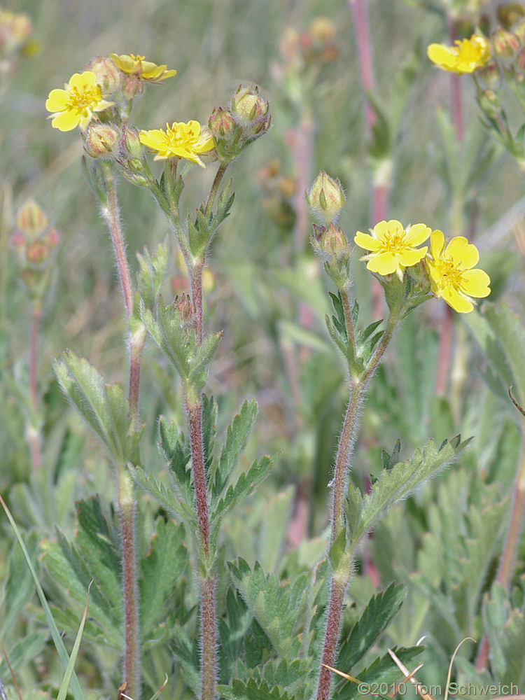 Rosaceae Potentilla gracilis elmeri