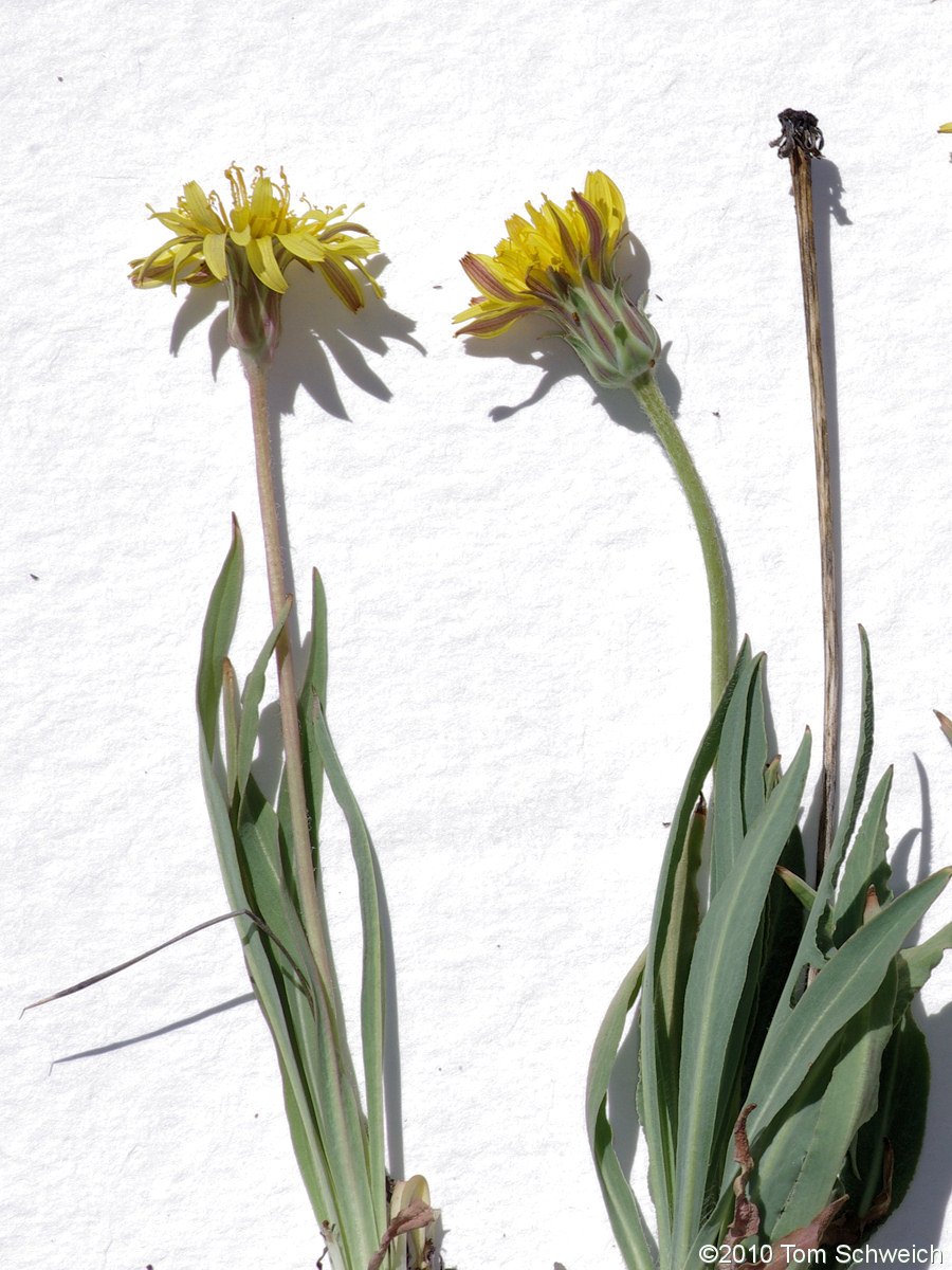 Asteraceae Agoseris glauca