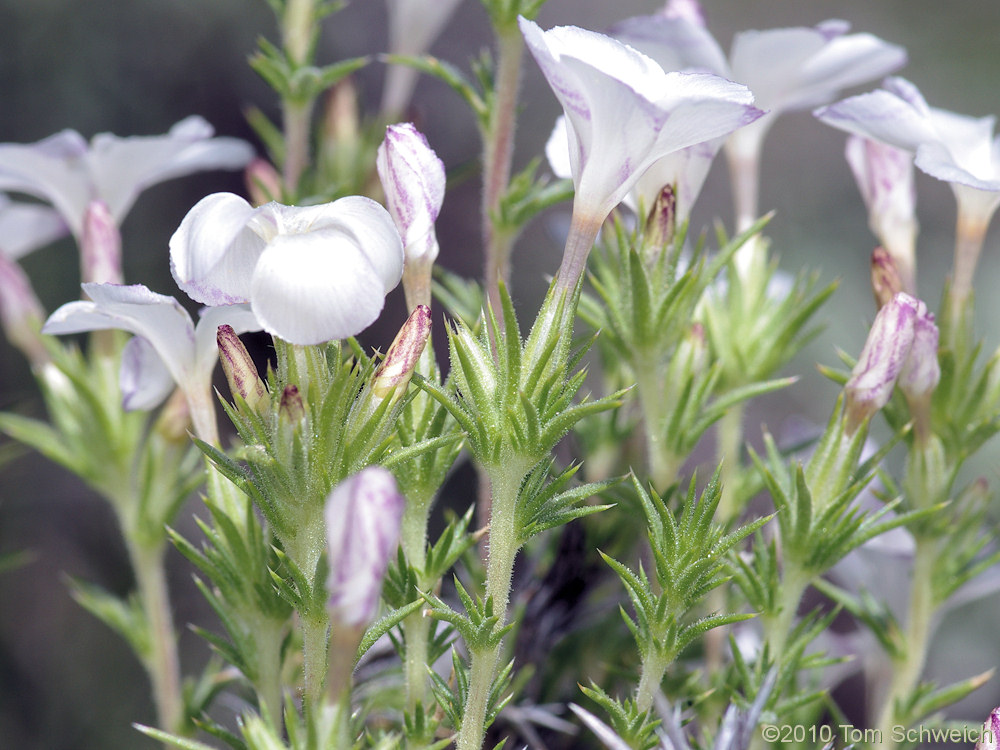 Polemoniaceae Linanthus pungens