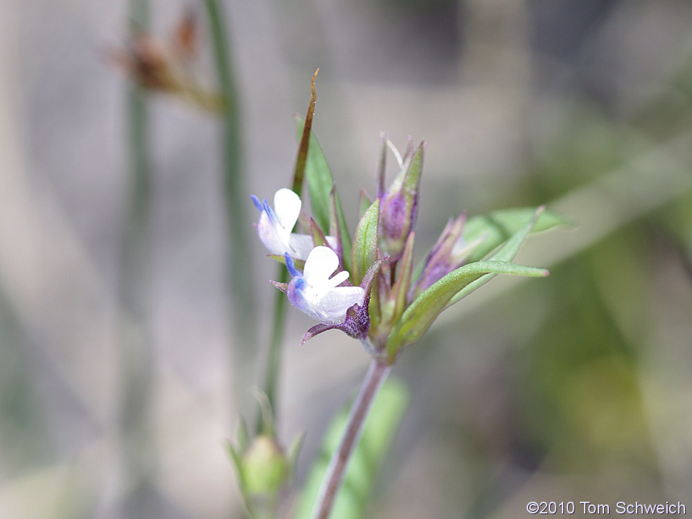 Plantaginaceae Collinsia parviflora