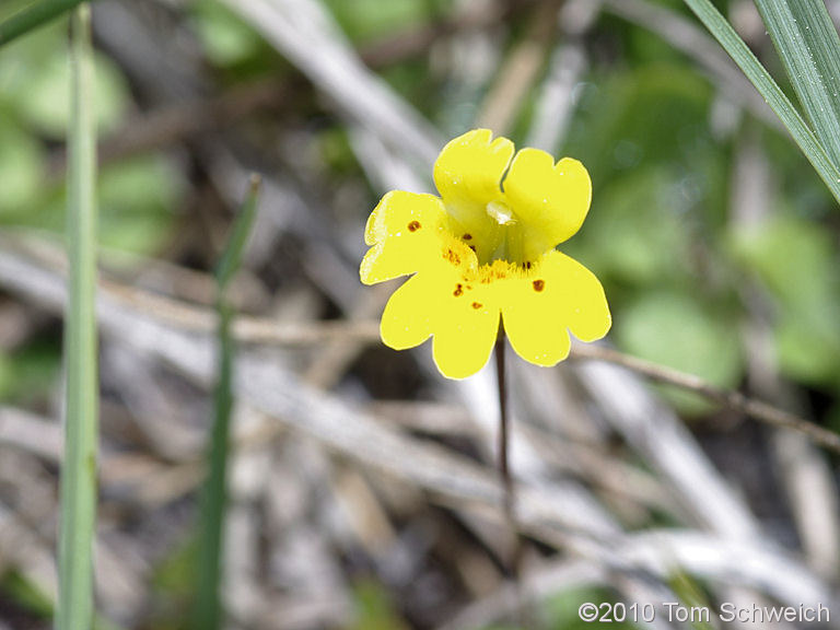 Phyrmaceae Mimulus primuloides