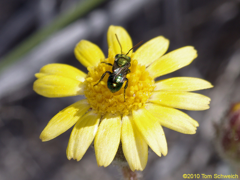 Asteraceae Hulsea vestita vestita