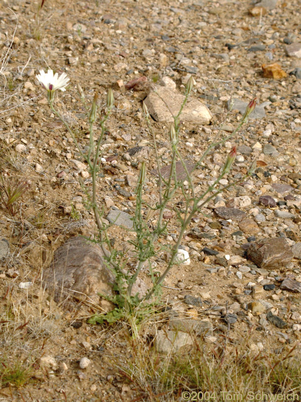 <I>Rafinesquia neomexicana</I> near the Mesquite Mountains