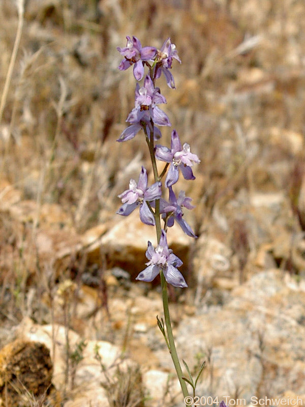 Parish's Larkspur (<I>Delphinium parishii</I>) on the slopes of the Winters Pass Hills.