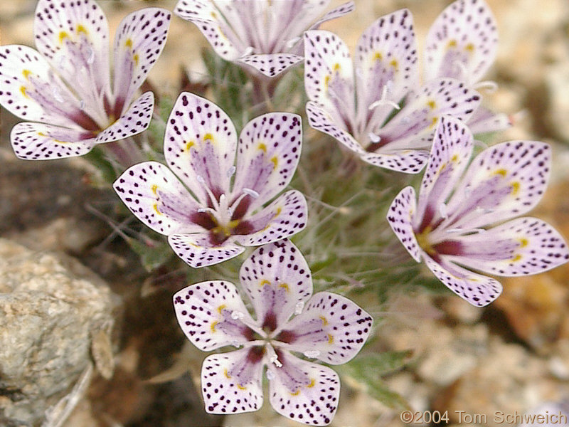 Lilac Subbonnet (<I>Langoisia setosissima</I> ssp. <I>punctata</I>)