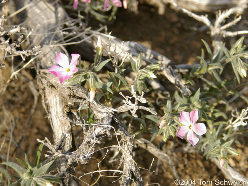 Polemoniaceae Phlox stansburyi stansburyi