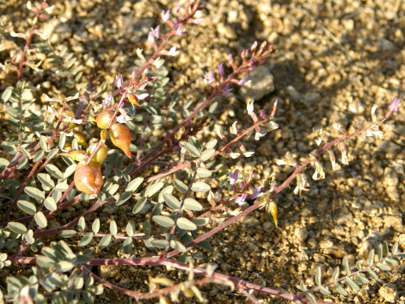 Locoweed in the Mid Hills Campground