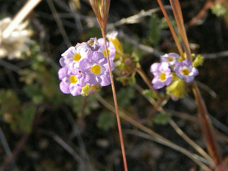 Pretty little <I>Phacelia</I> in the Mid Hills Campground.