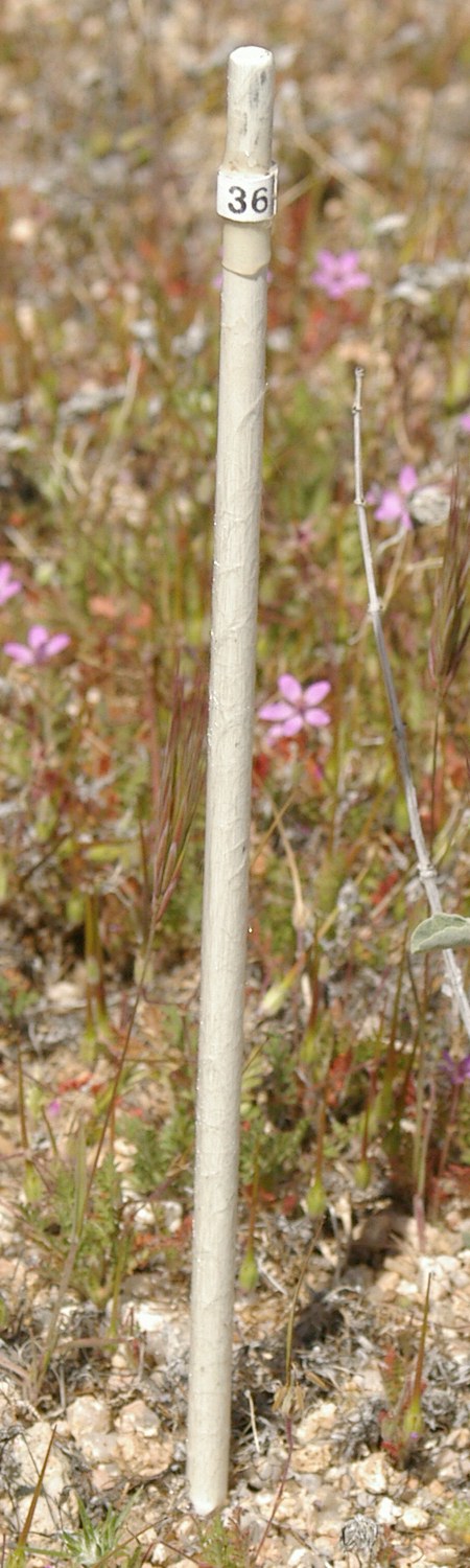 Stakes, Forb, Ecology