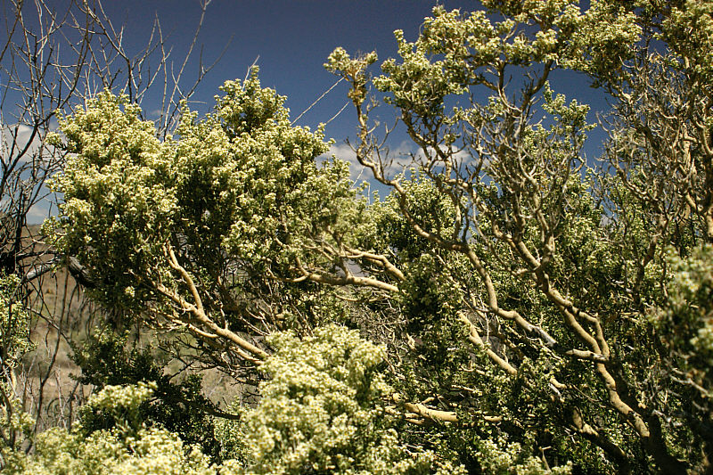 Celastraceae Mortonia utahensis, Mesquite Mountains, San Bernardino County, California