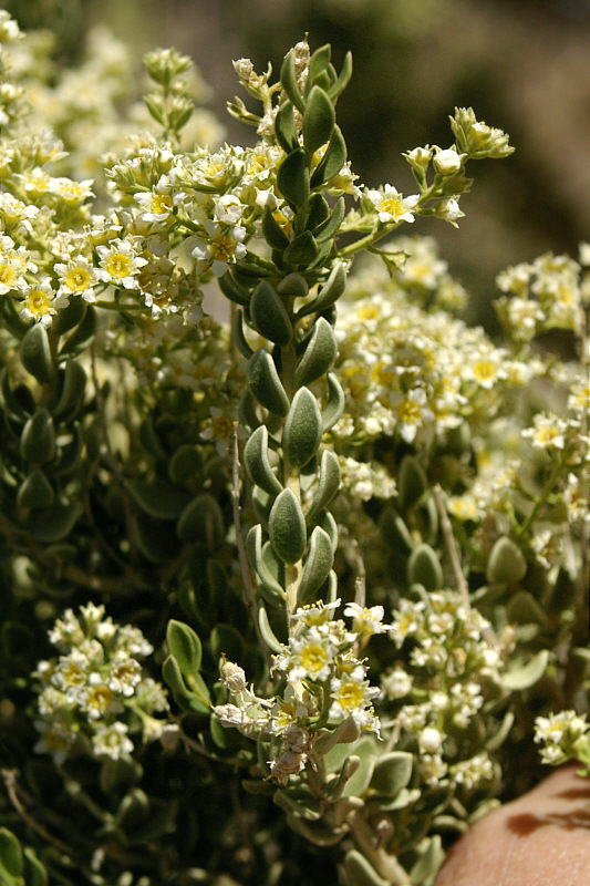 Celastraceae Mortonia utahensis, Mesquite Mountains, San Bernardino County, California