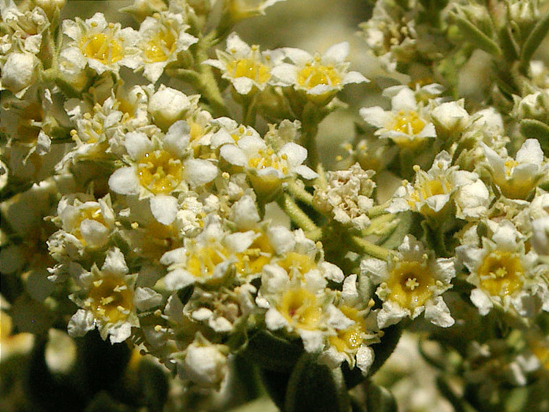 Celastraceae Mortonia utahensis, Mesquite Mountains, San Bernardino County, California