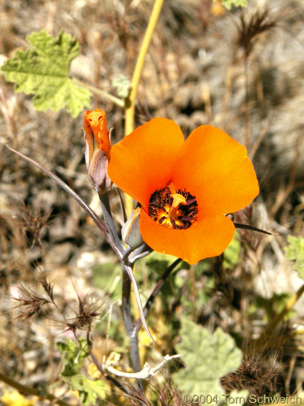 <I>Calochortus kennedyi</I> on the north face of Wild Horse Mesa.