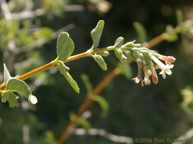 <I>Symphoricarpus longiflorus</I> at Lobo Point.