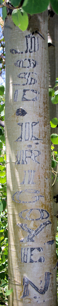 California, Mono County, Sagehen Peak, Arborglyphs