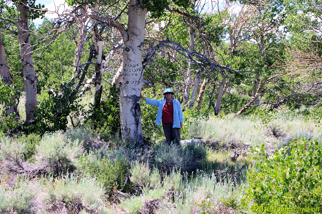 California, Mono County, Mono Basin, Arborglyphs