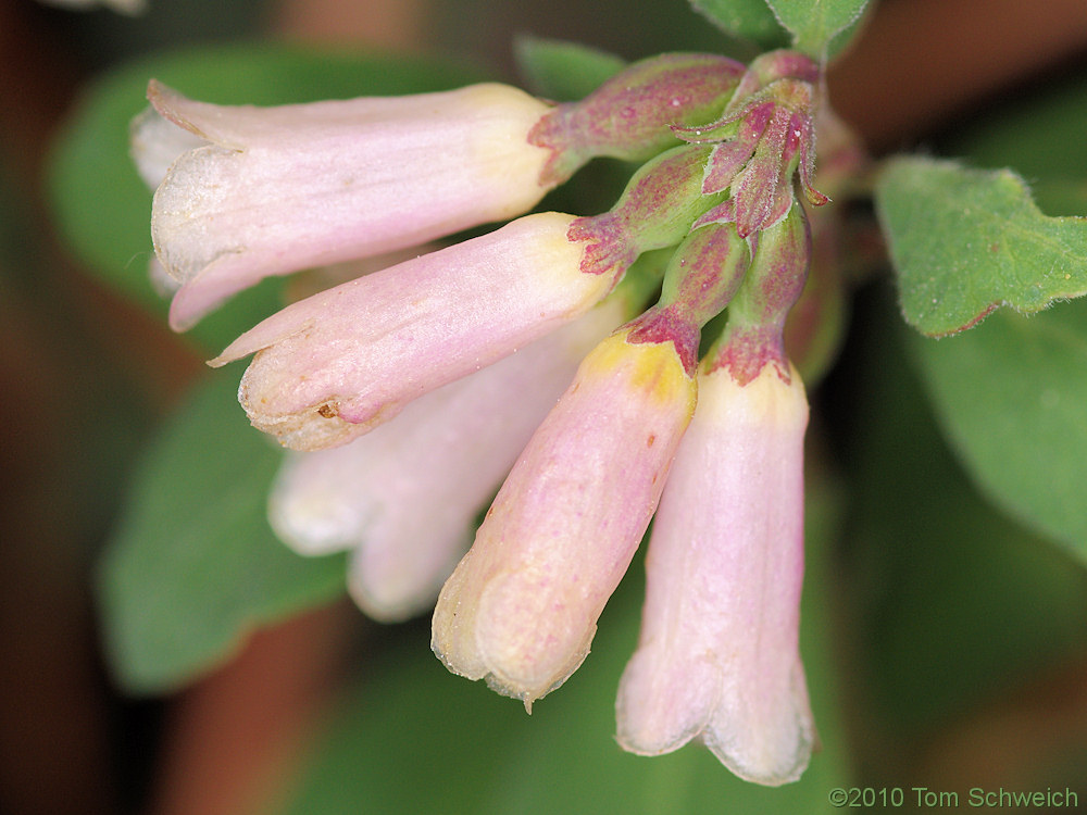 Caprifoliaceae Symphoricarpos rotundifolius