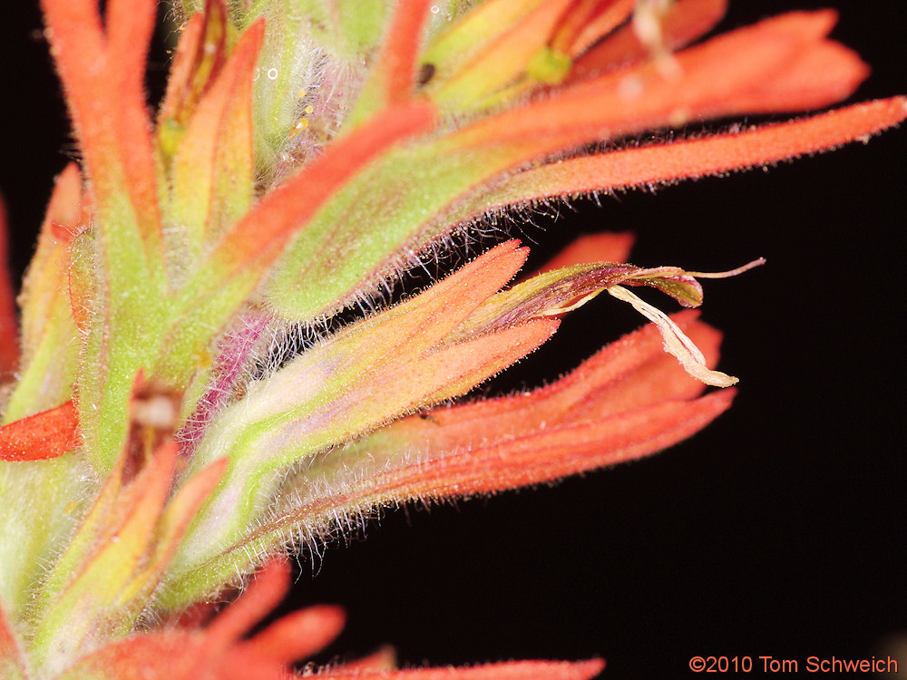 Orobanchaceae Castilleja applegatei pinetorum