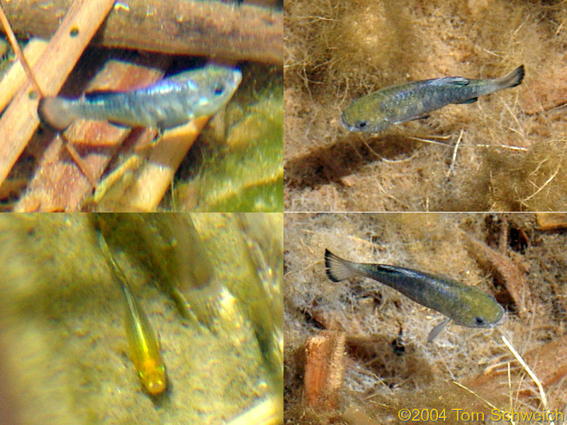 Pupfish at Ash Meadows NWR.