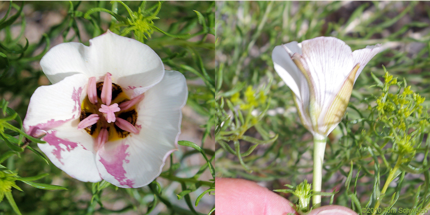 Liliaceae Calochortus bruneaunis