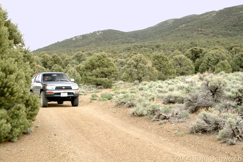 Ecotone between Pinyon forest and Sagebrush