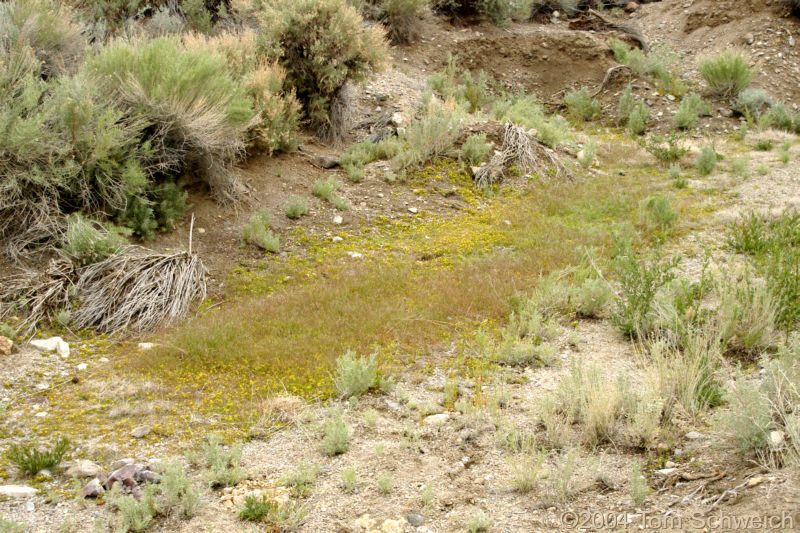 Palmetto Wash, Esmeralda County, Nevada