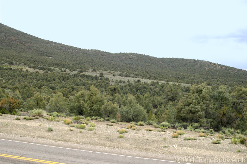 Patch of Sagebrush on the west side of Magruder Mountain.