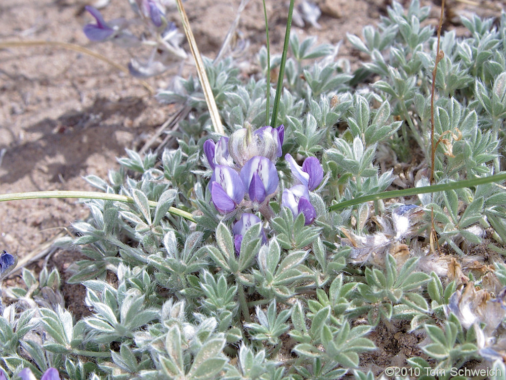 Fabaceae Lupinus lepidus lobbii