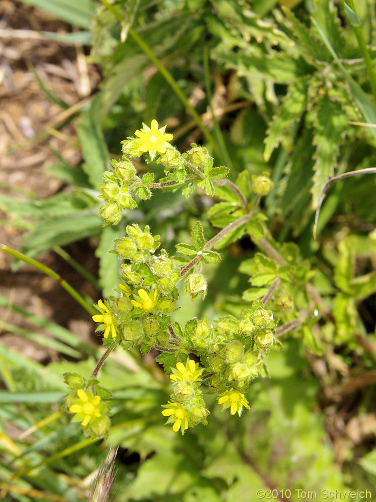 Rosaceae Potentilla biennis