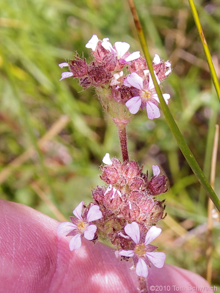 Rosaceae Horkelia fusca parviflora