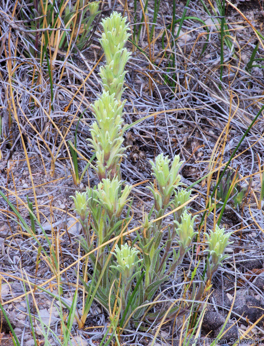 Orobanchaceae Castilleja pilosa