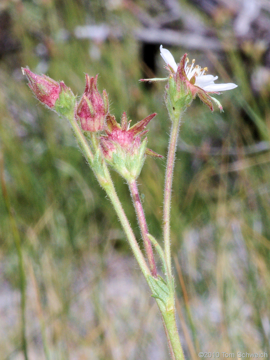 Rosaceae Horkeliella congdonis