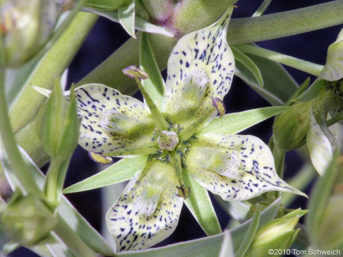 Gentianaceae Frasera puberulenta