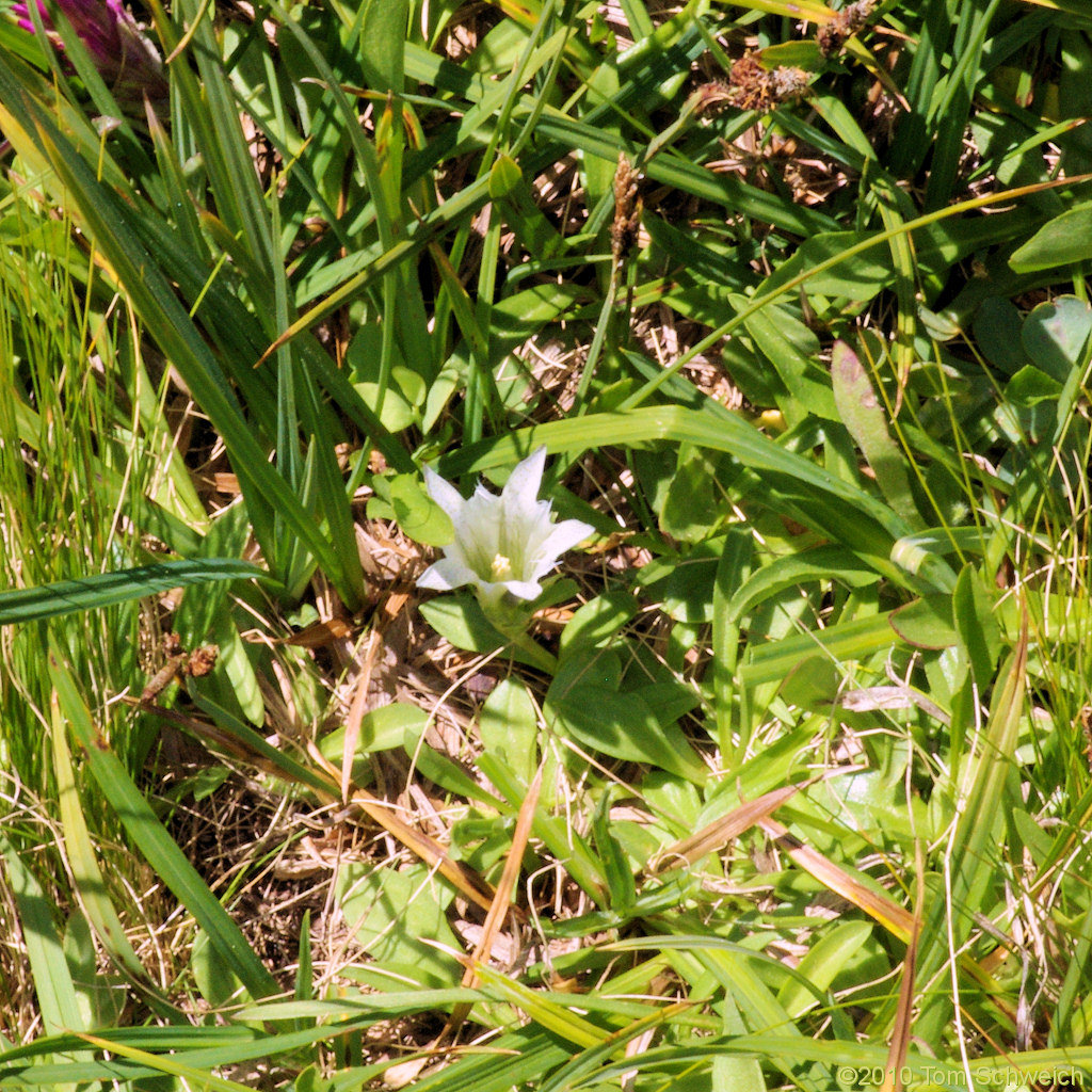 Gentianaceae Gentiana newberryi