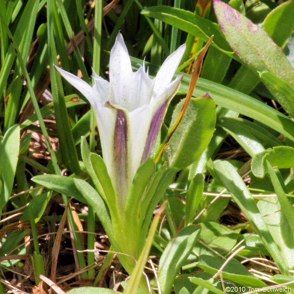 Gentianaceae Gentiana newberryi