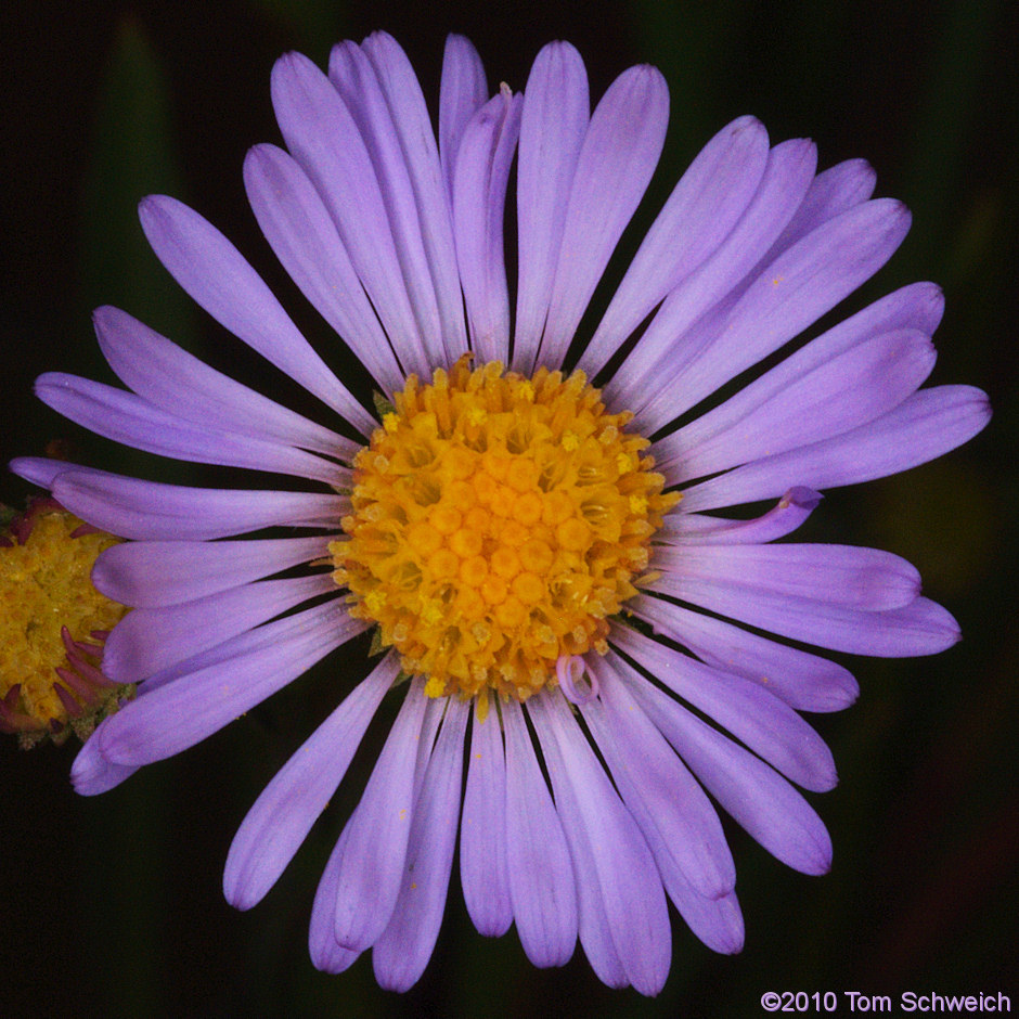 Asteraceae Symphyotrichum spathulatum