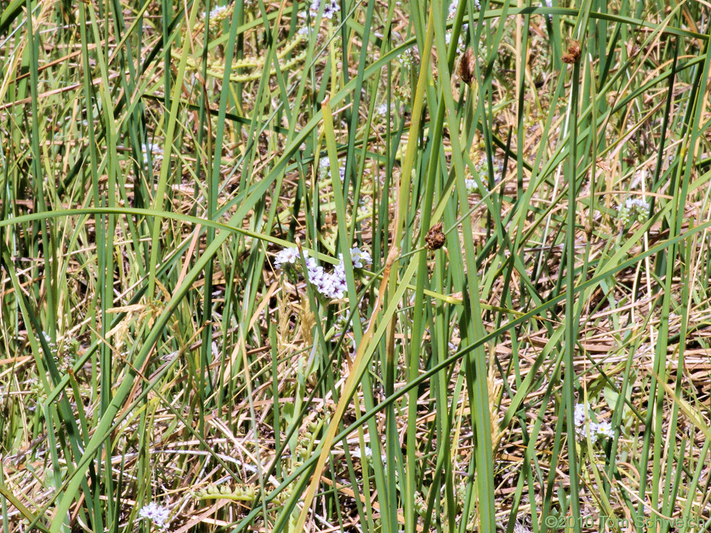 Boraginaceae Heliotropium curassavicum