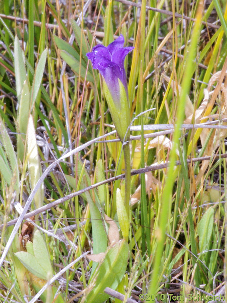 Gentianaceae Gentianopsis simplex