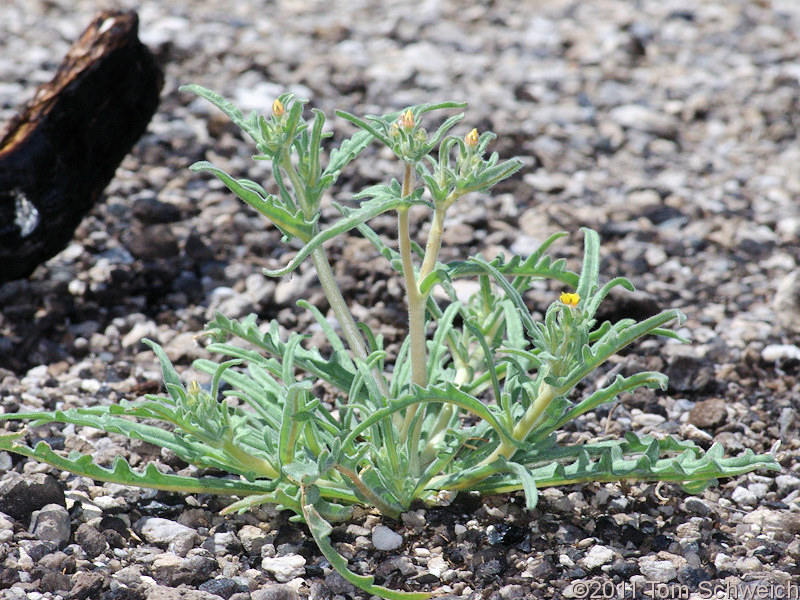 Loasaceae Mentzelia montana