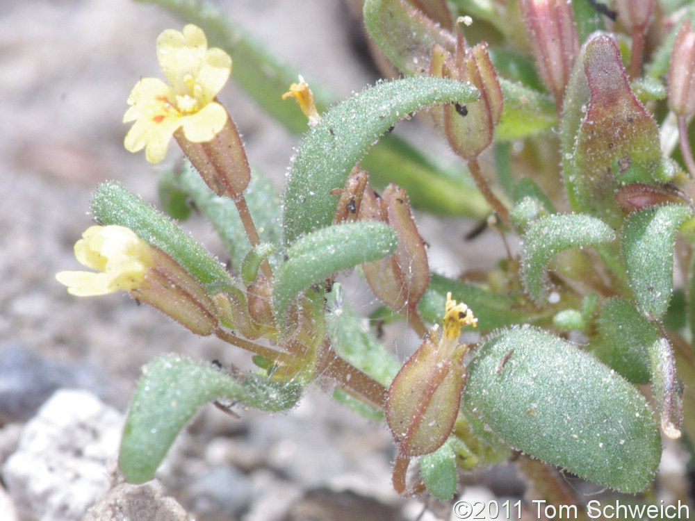 Phyrmaceae Mimulus suksdorfii